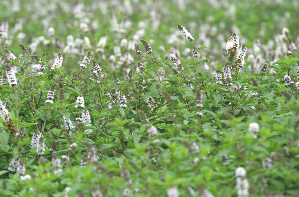 Fodormenta - spearmint