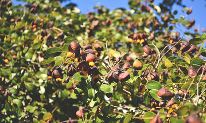 Doterra Copaiba olaj touch 10 ml copaiba fa