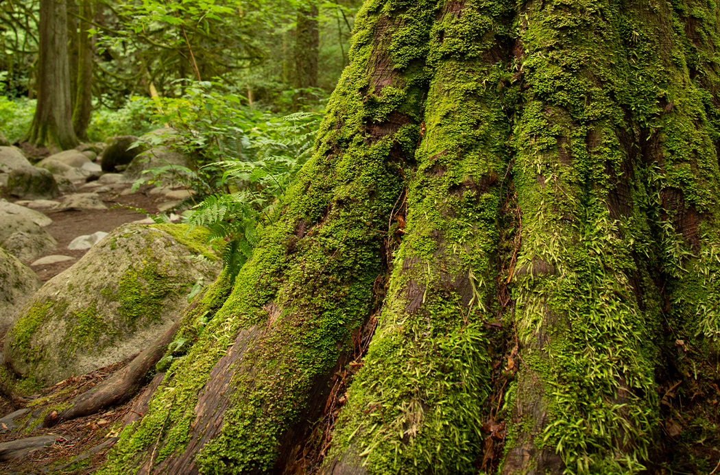 Doterra Vörös cédrus (Cedarwood) illóolaj 15 ml