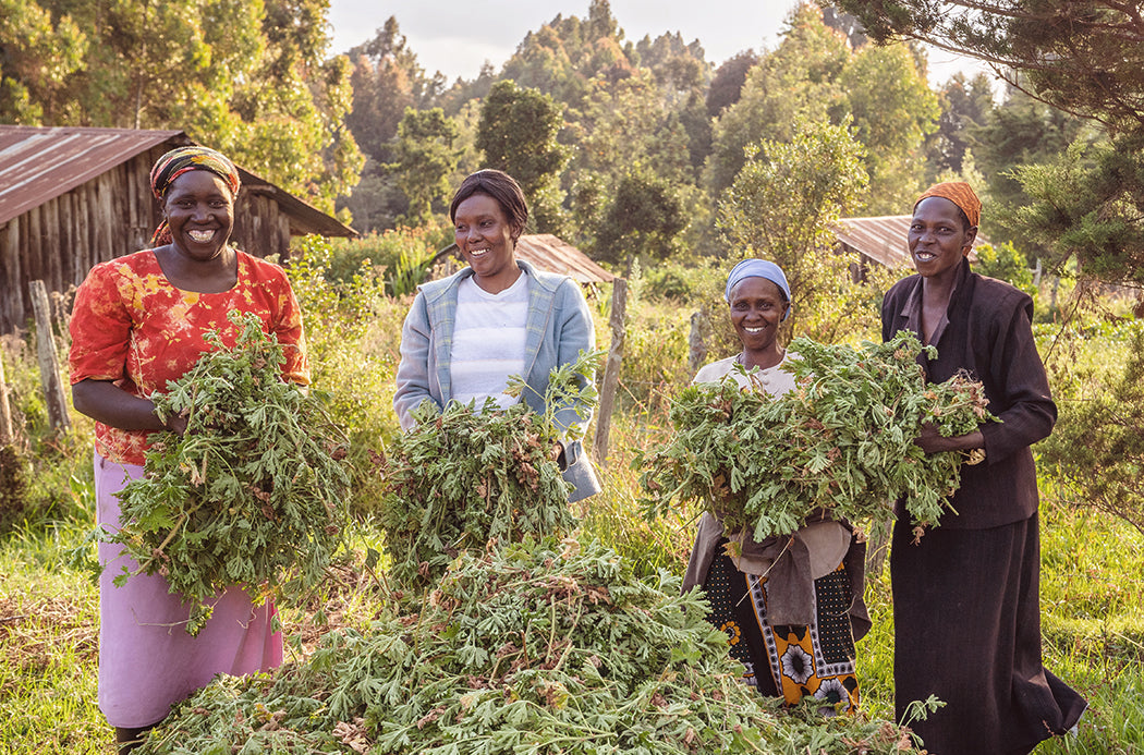 muskátli betakarítása - geranium