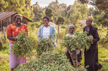 muskátli betakarítása - geranium